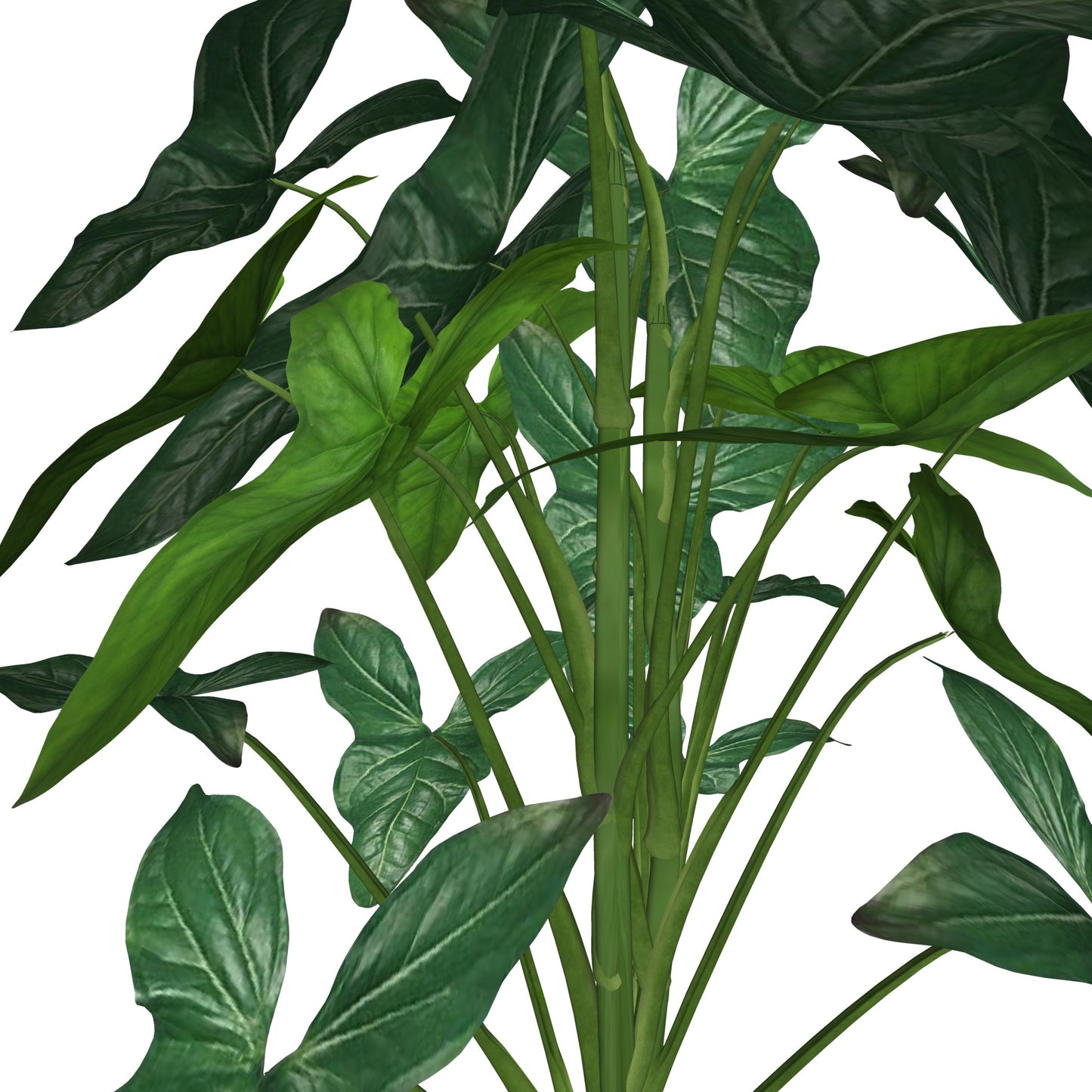 Syngonium Podophyllum 'Albolineatum'
