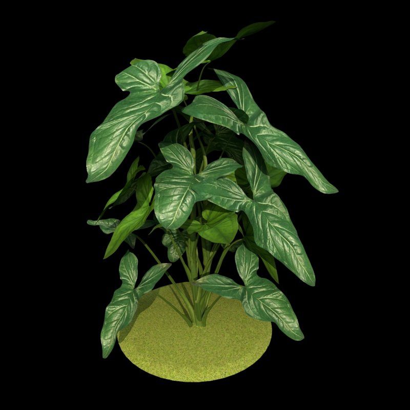 Syngonium Podophyllum 'Albolineatum'