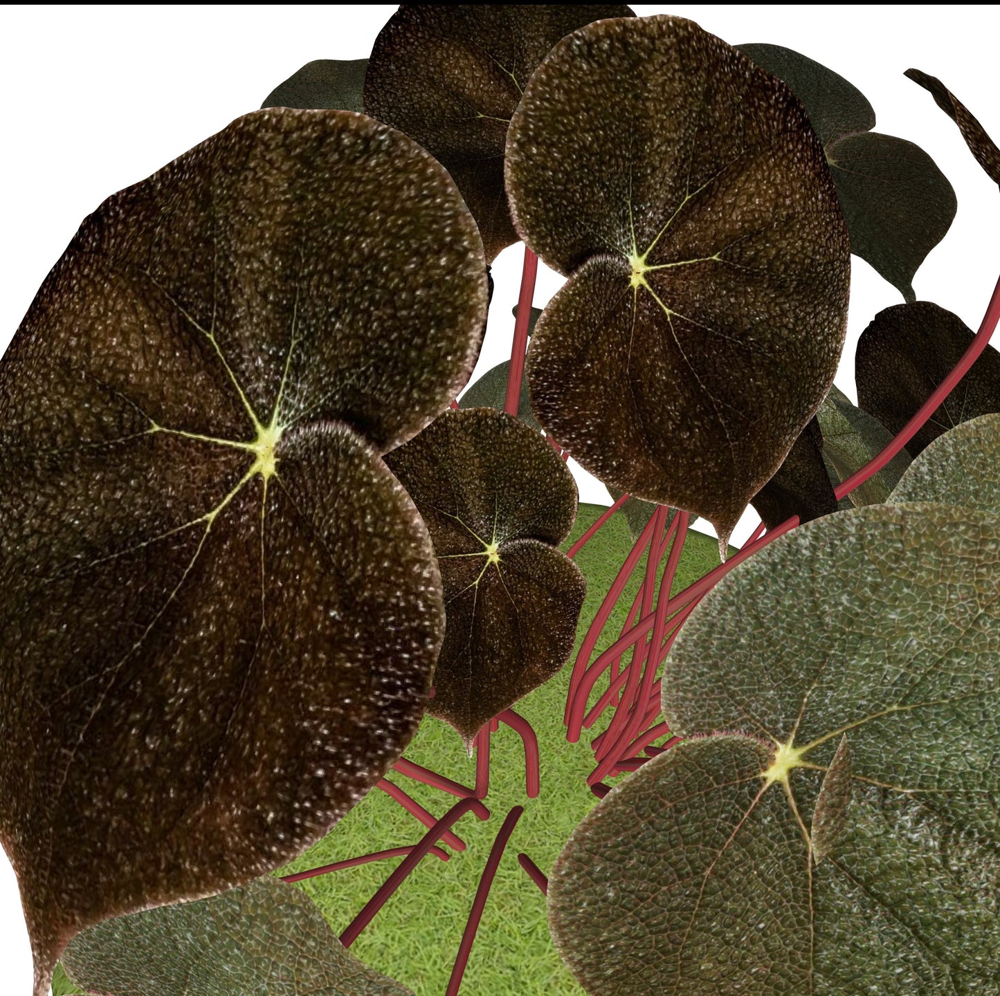 Begonia Masoniana Brown Leaf