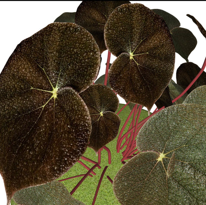 Begonia Masoniana Braunes Blatt