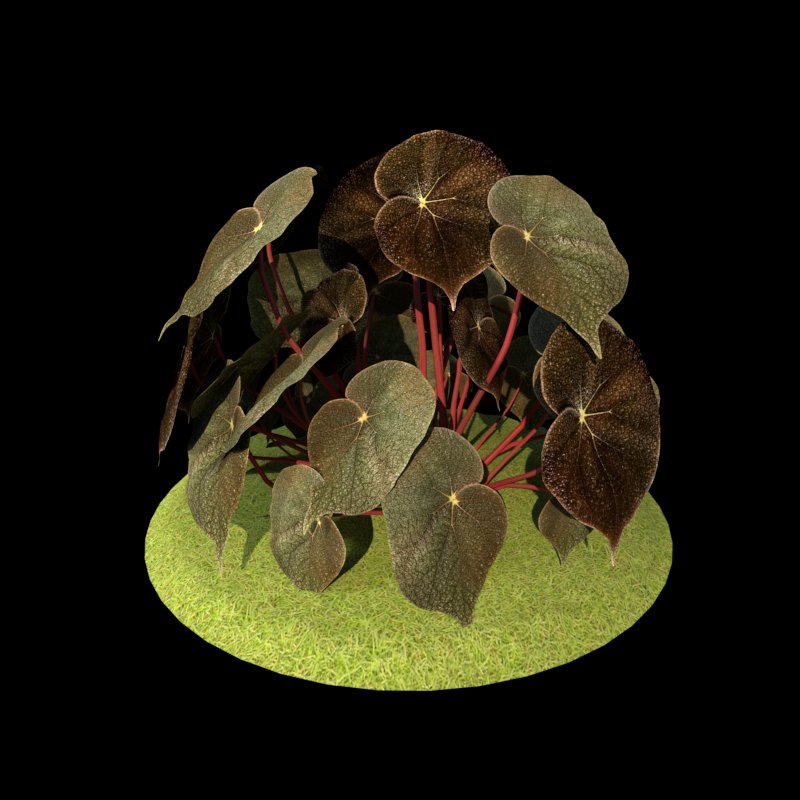 Begonia Masoniana Brown Leaf